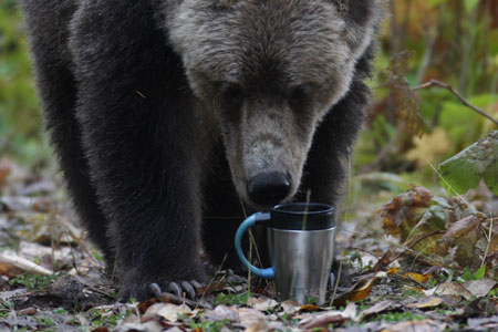 Bear2Free_450x300.jpg