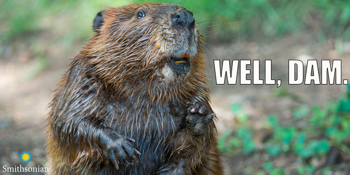 Beaver - Well Dam.png