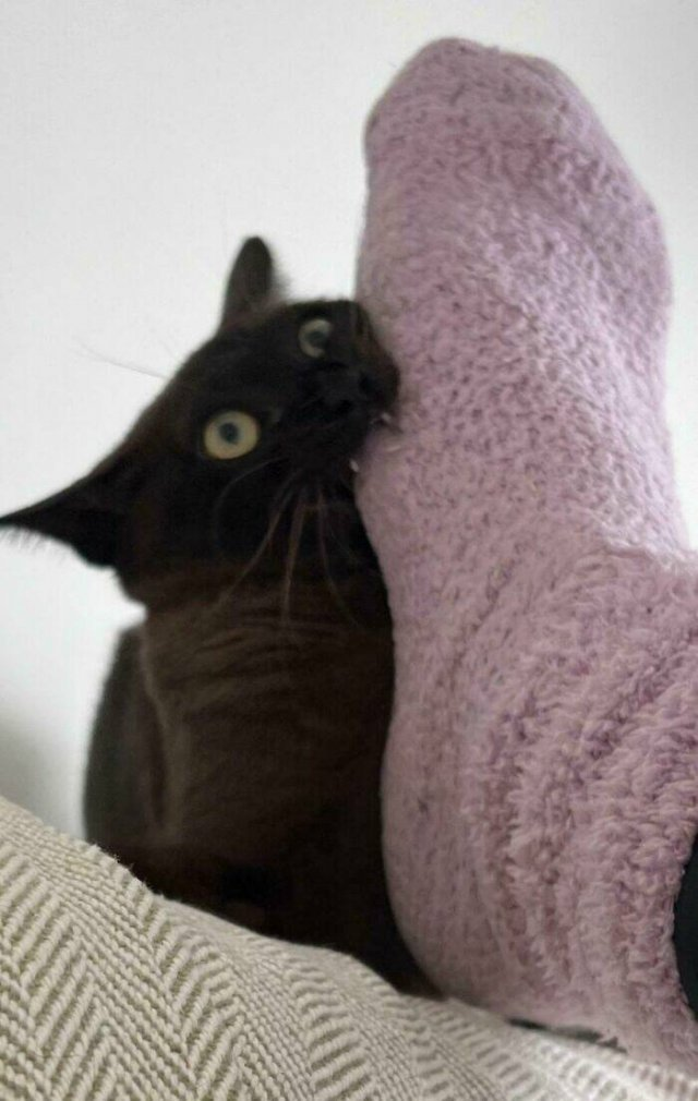 Biting A Toe.png