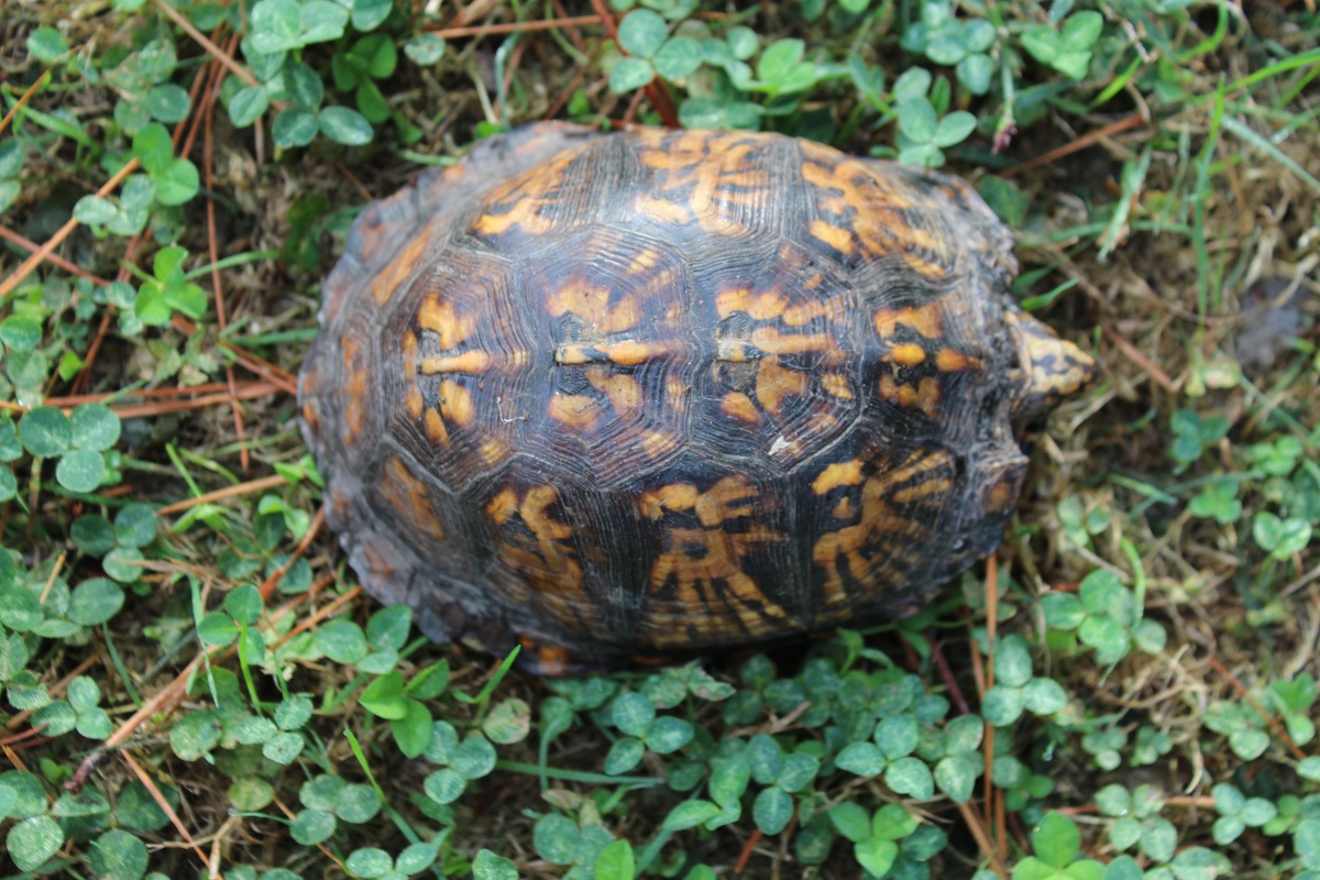 box turtle.JPG
