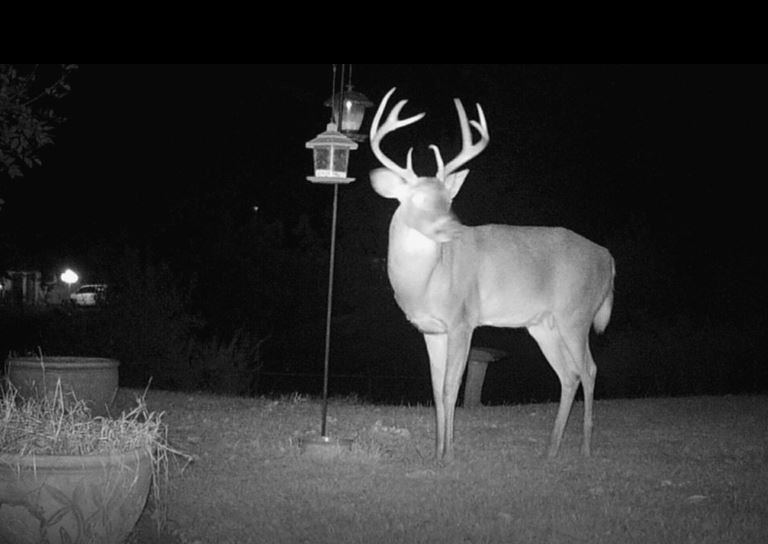 Buck1.JPG