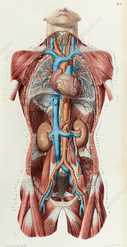 C0424592-Torso_blood_vessels,_1866_illustration.jpg