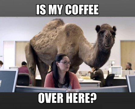 Camel Humpday Coffee - Is It Over Here.png