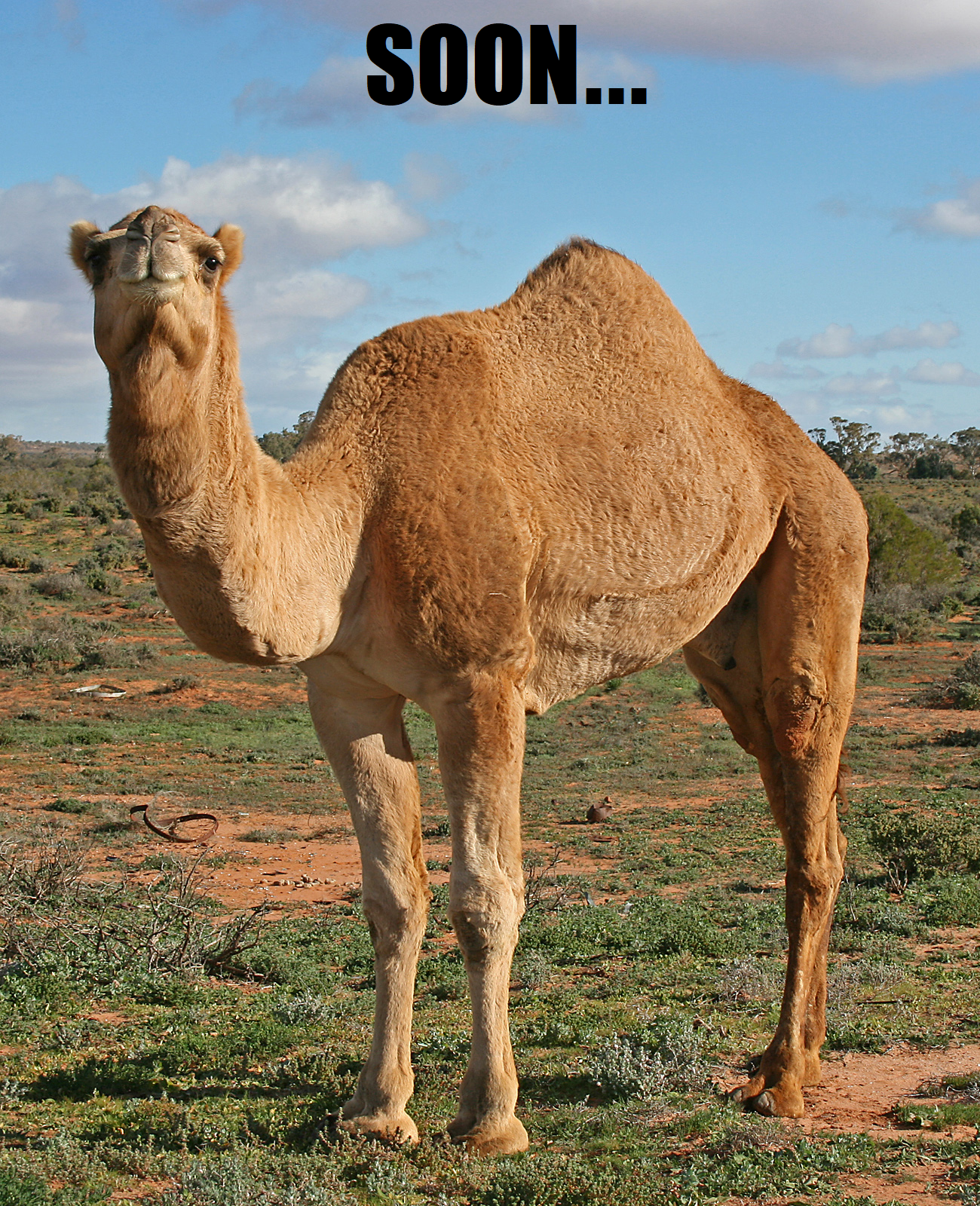 Camel - SOON.png