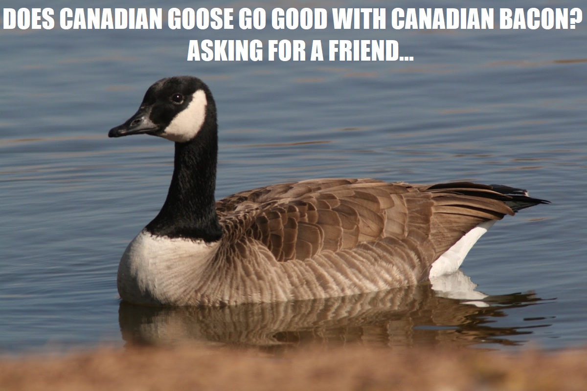 Canadian Geese and Canadian Bacon.png