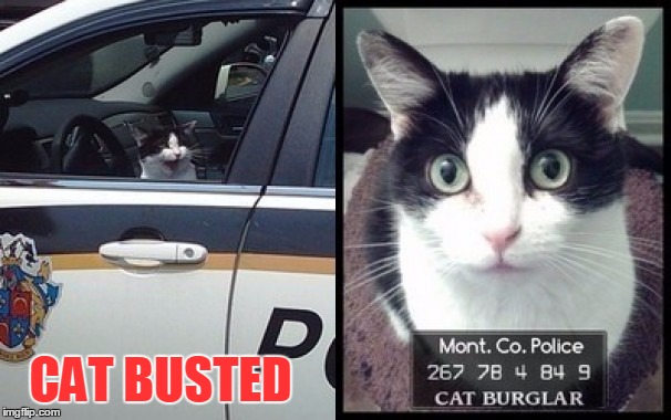 Cat Burglar.jpg