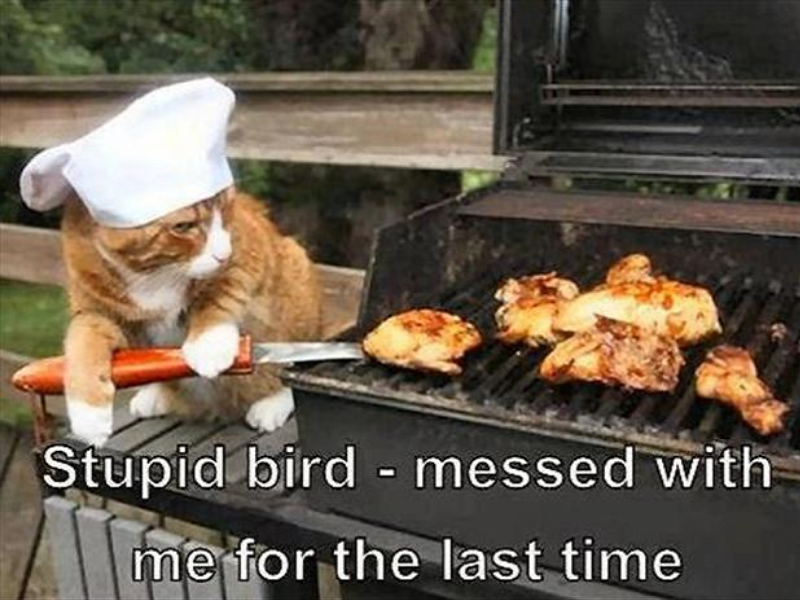 Cat Chef Revenge On Bird.png