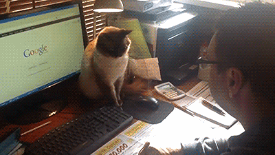 Cat Denies Human Use of Mouse.gif