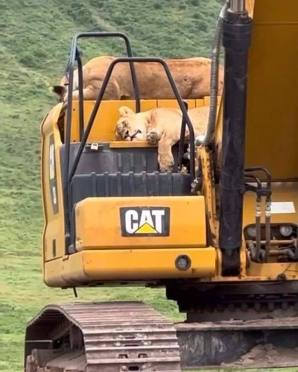 CAT Diesel Lions.png