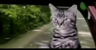 Cat Driving GMC Pickup.gif