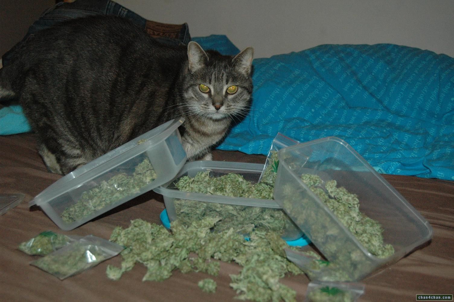 Cat Drug Dealer - Catnip.jpg
