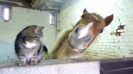 Cat Loves Horse.gif