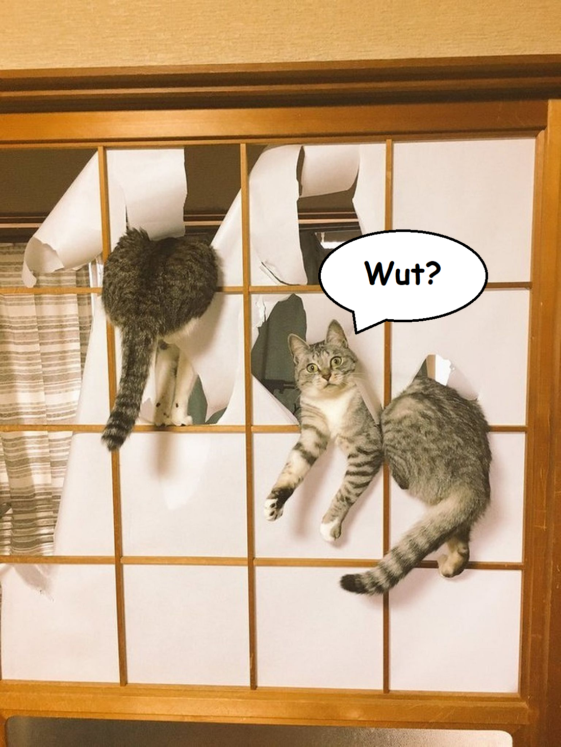 Cat Mayhem WUT.png