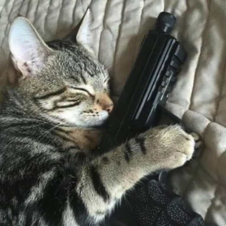 Cat Sleeping With Pistol.png