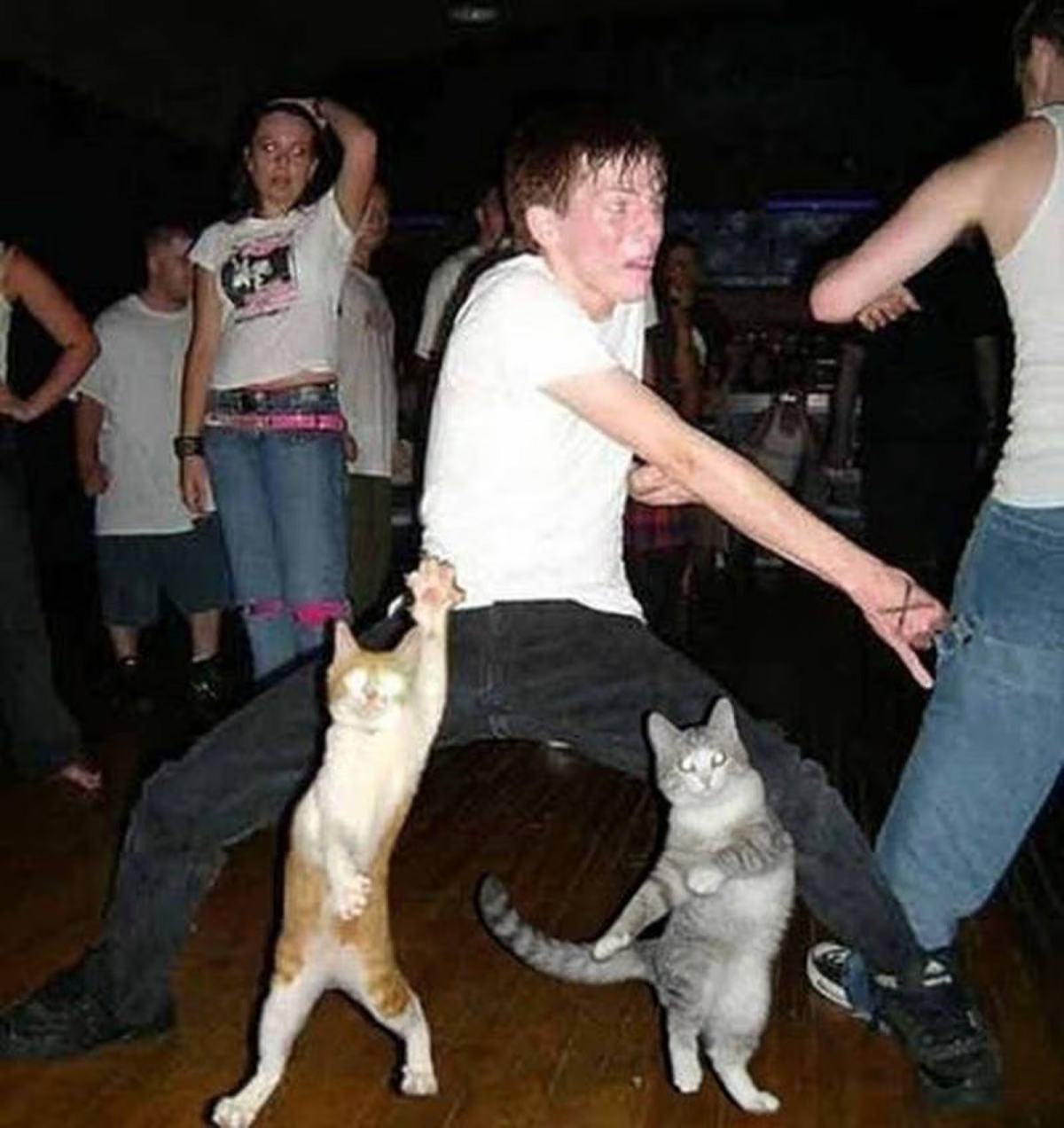 Caturday Night Fever.png