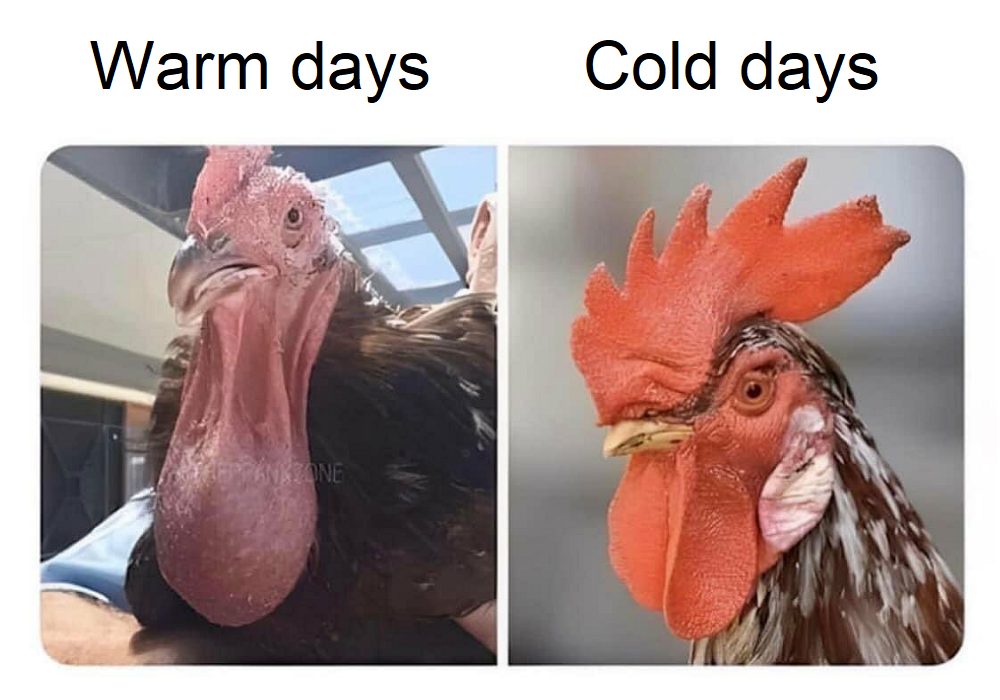 Cold Cocked.png