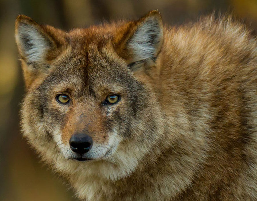 coywolf.jpg