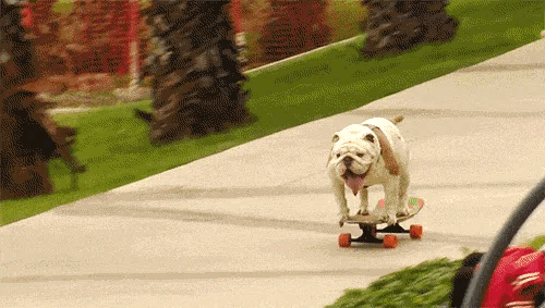 Crotch Rocket Bulldog.gif