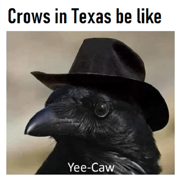 Crows in Texas - Yee Caw.png