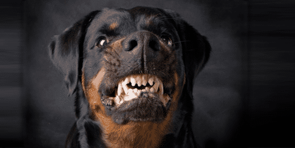 dadog.png