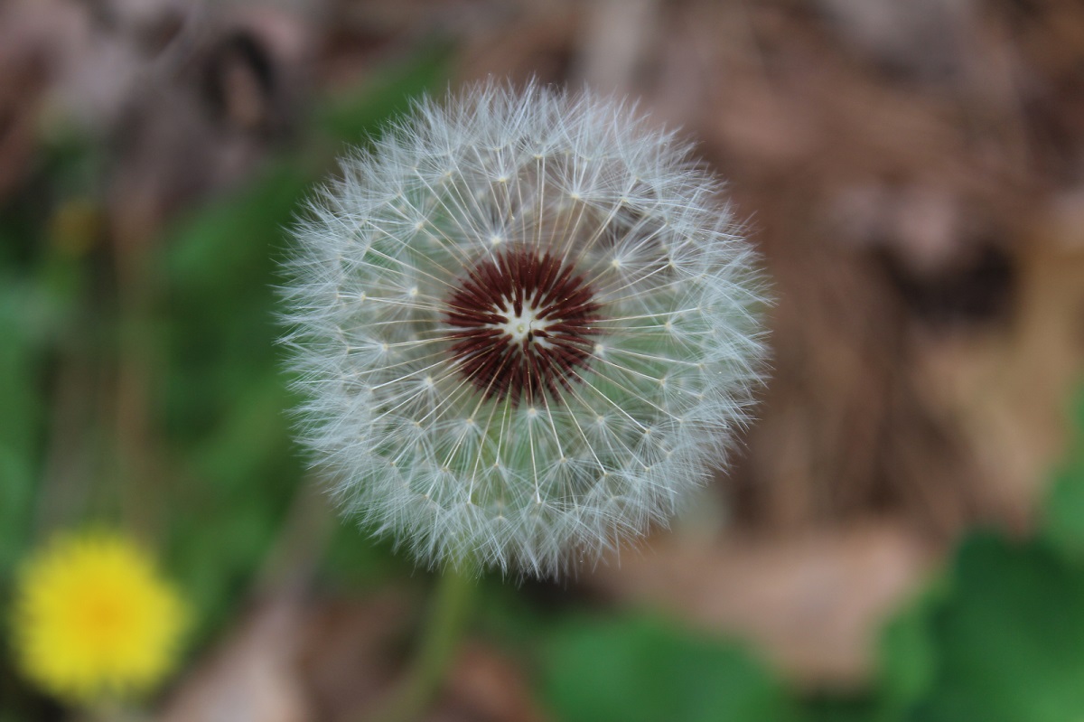 Dandelion bloom.JPG