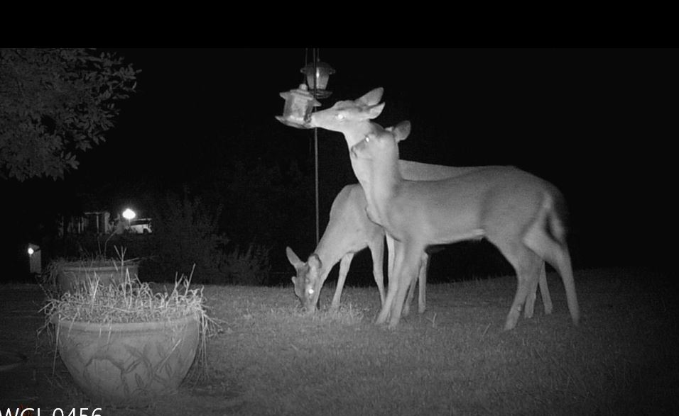 Deer.JPG
