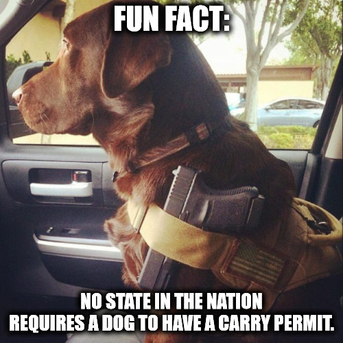 Dogs Don't Require a Gun Permit.png