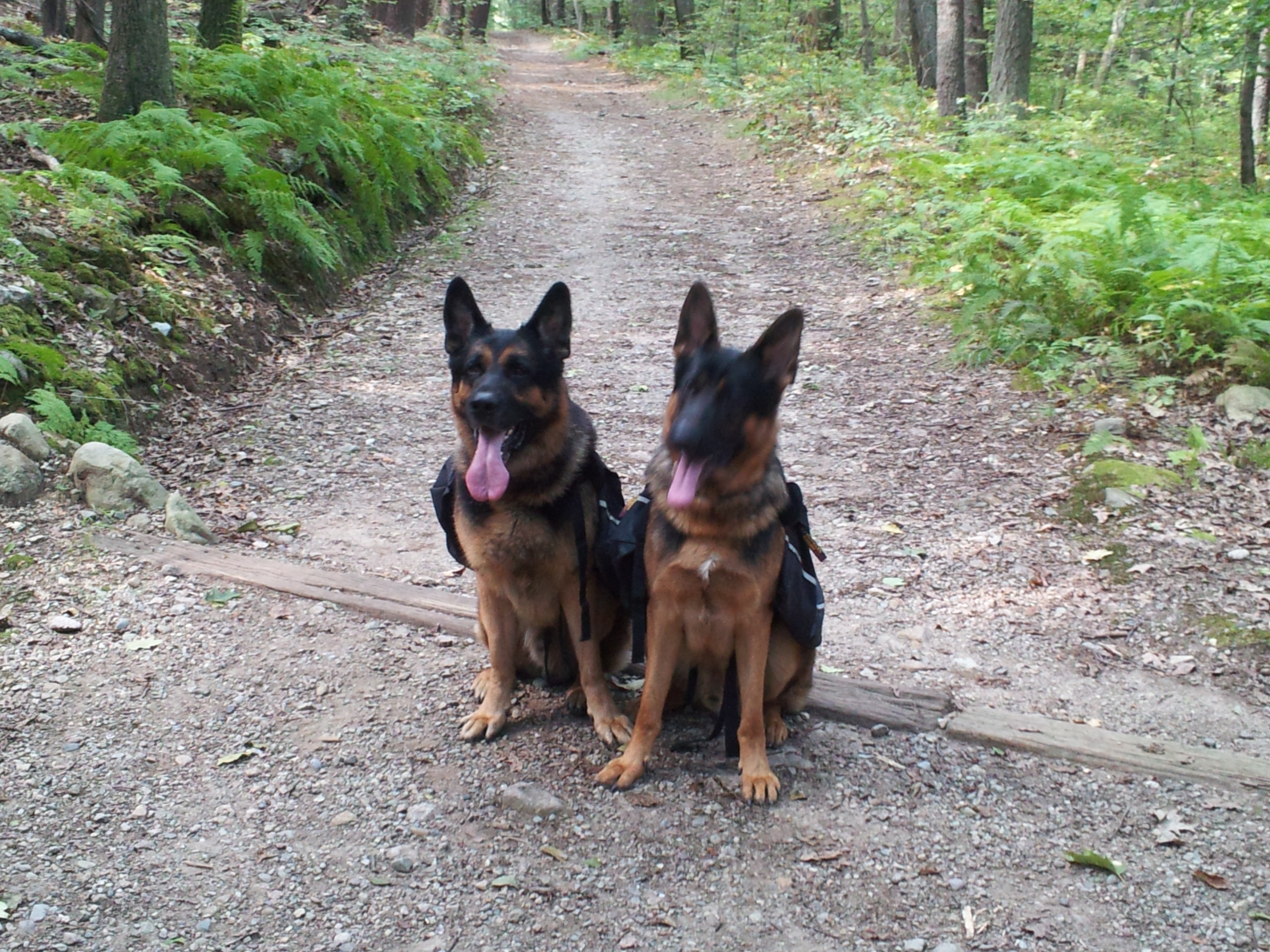 dogs hiking.jpg