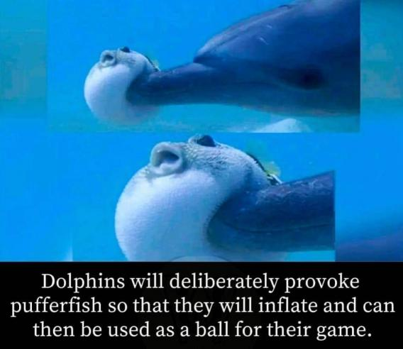 Dolphins and Pufferfish.png