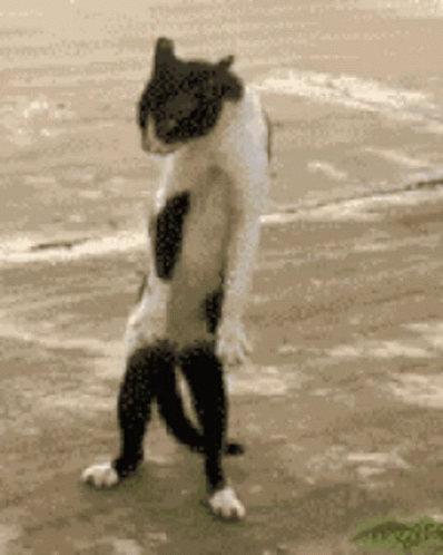 E5210170-6632-4FB0-9EAE-2FB7BBBAB87B.gif