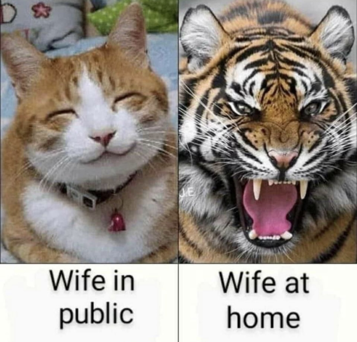E9F1F92B-E17F-4672-886F-8733F273CC09.jpeg