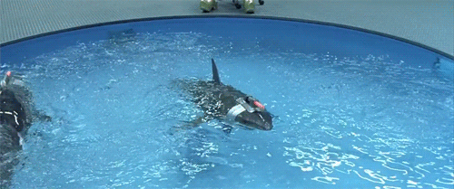 F002FC1D-7494-4080-8CD7-7BC8F397F432.gif