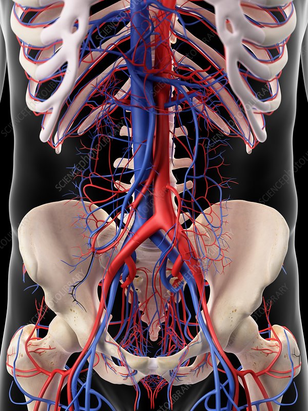 F0163099-Vascular_system_of_human_abdomen.jpg