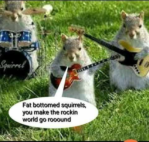 fat bottom squirrels.jpg