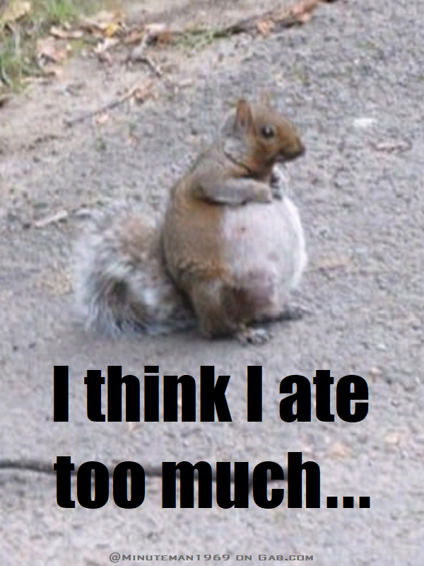 Fat Squirrel - I Think I Ate Too Much.png
