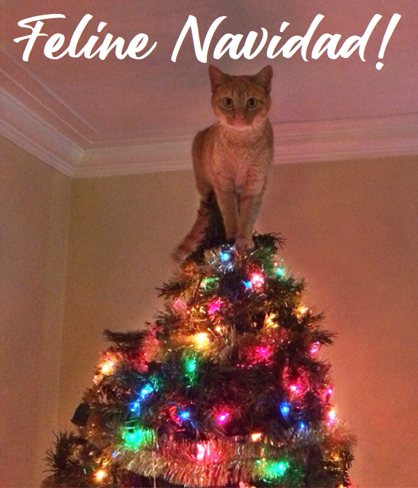 Feline Navidad!.png