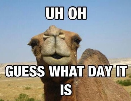 Funny-guess-what-day-is-today-hump-day.jpg