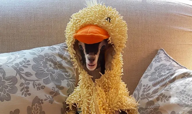 goat duck.webp