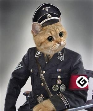 Grammar Nazi cat.png