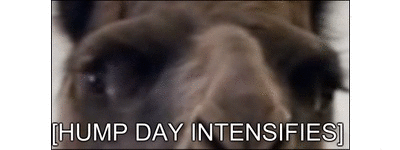Hump Day INTENSIFIES.gif