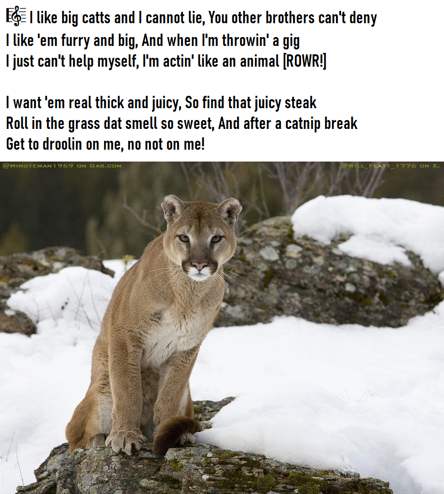 I Like Big Cats.png