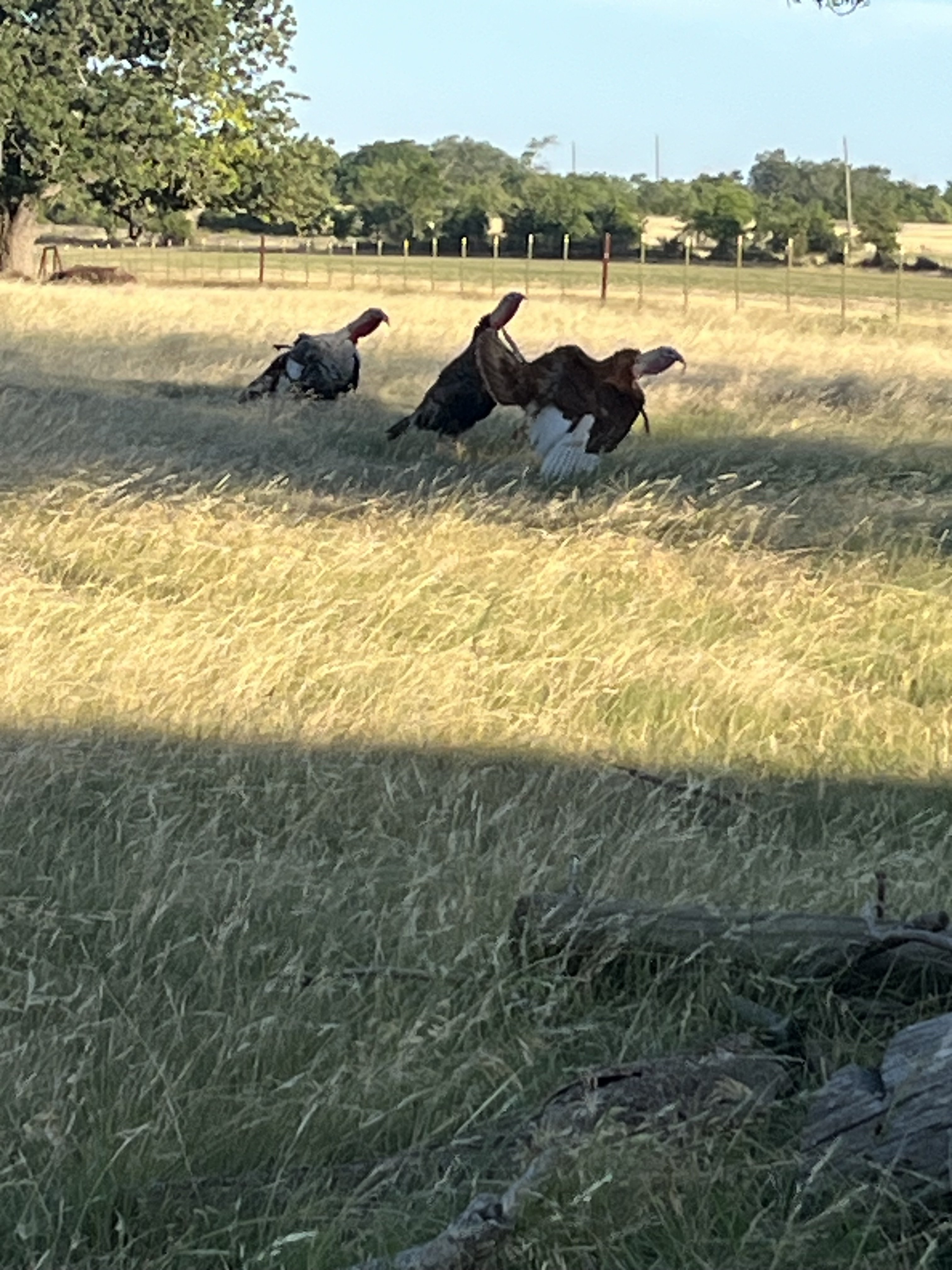 IMG_0475.jpeg