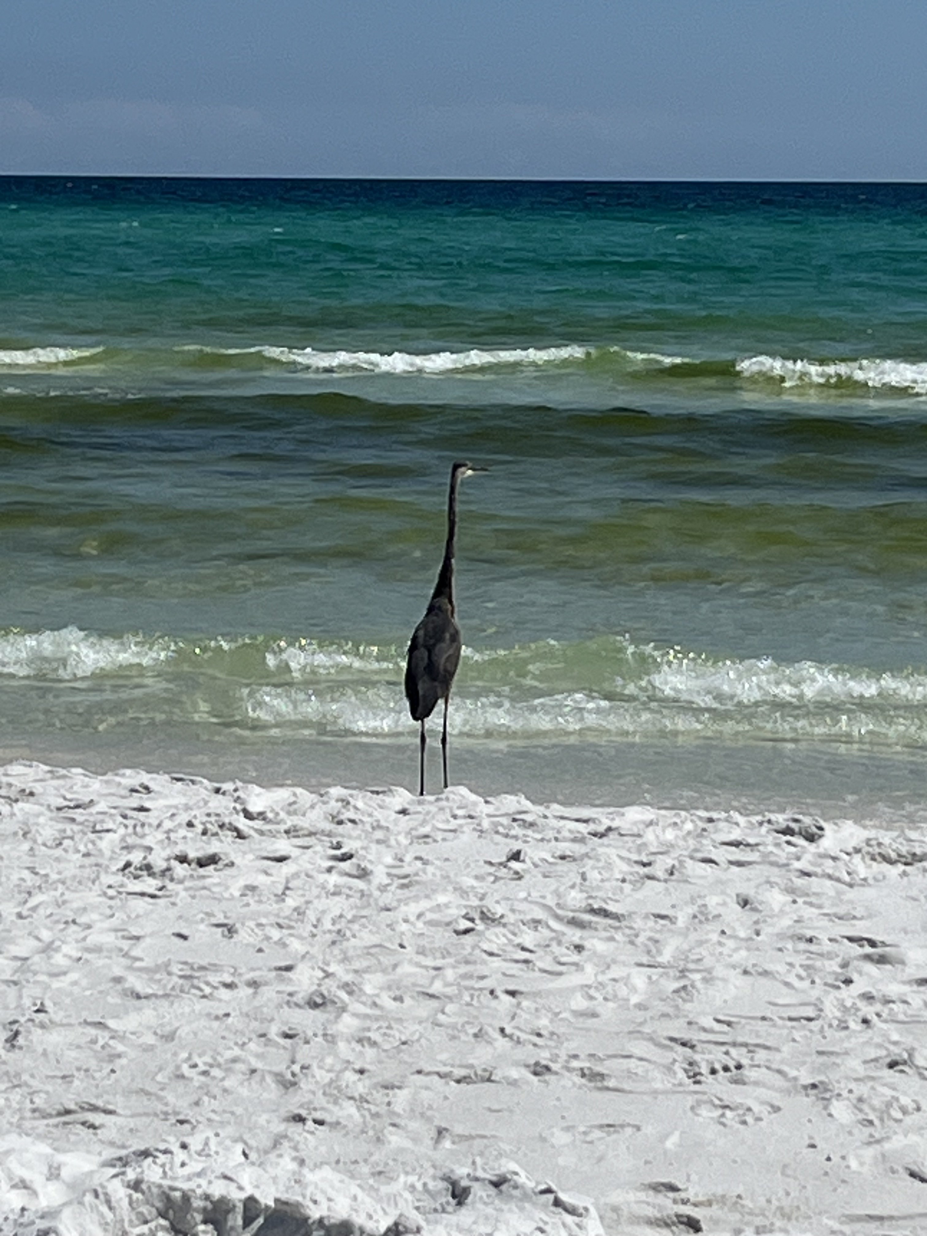 IMG_1051.jpeg