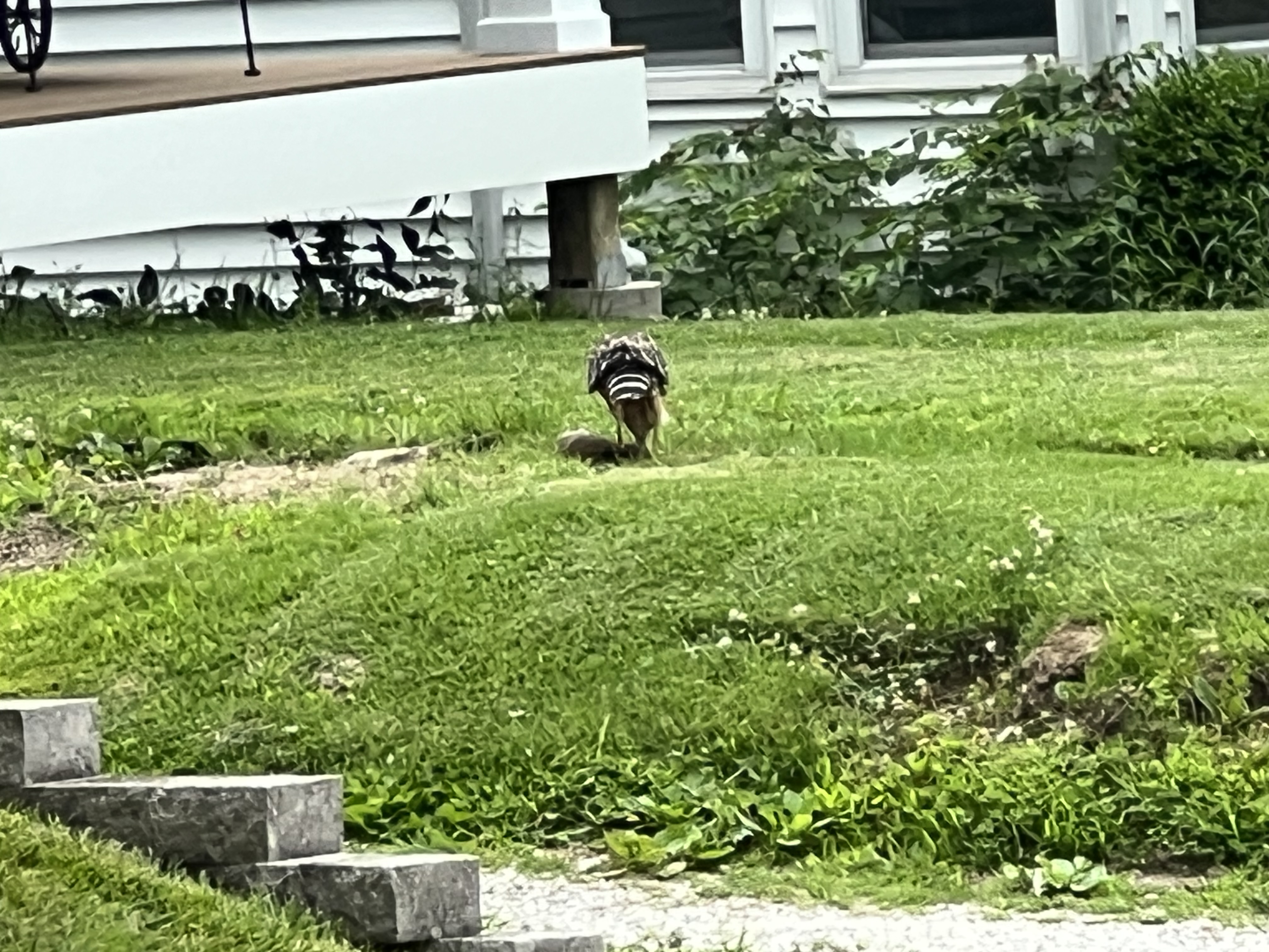 IMG_1143.jpeg
