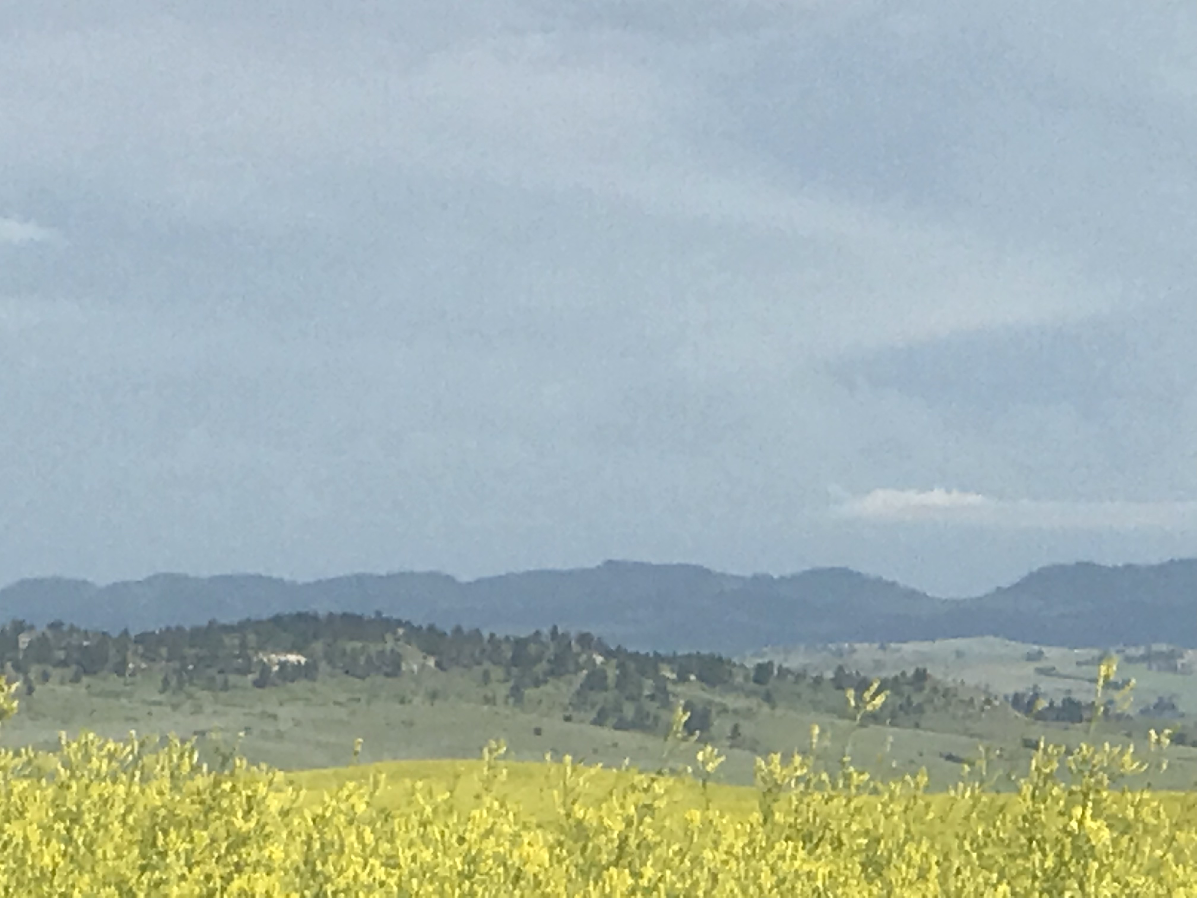 IMG_1334.jpeg