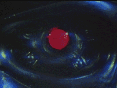 IMG_1772.gif