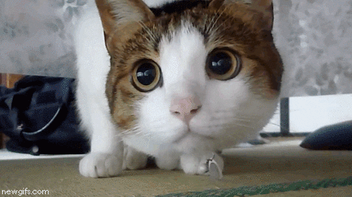 IMG_2296.gif