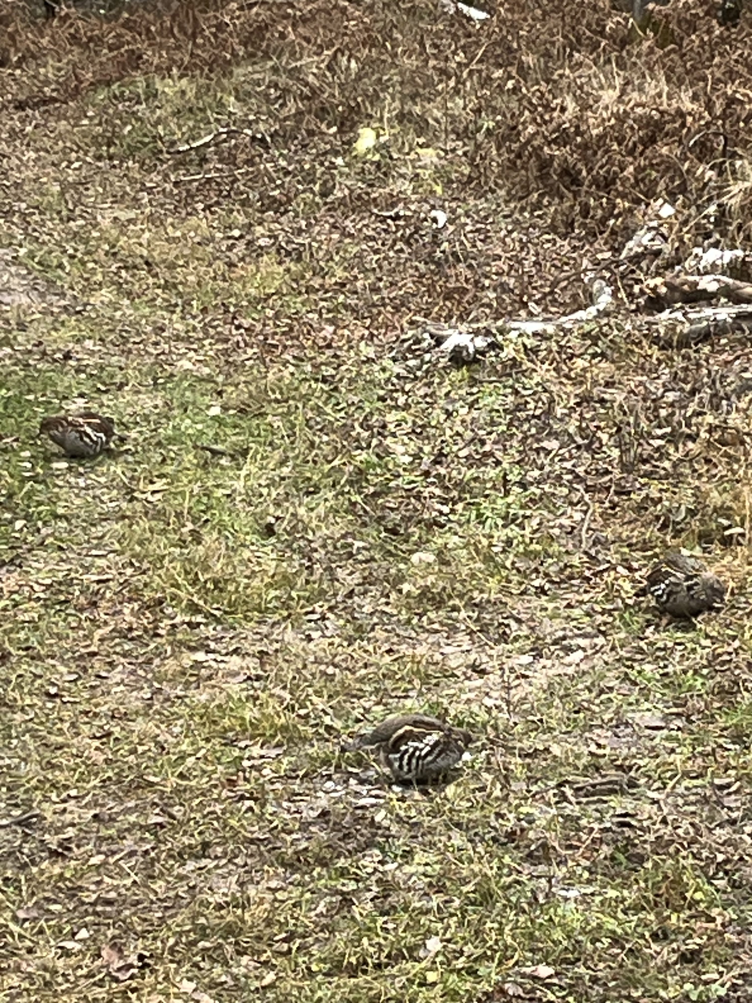 IMG_3695.jpeg