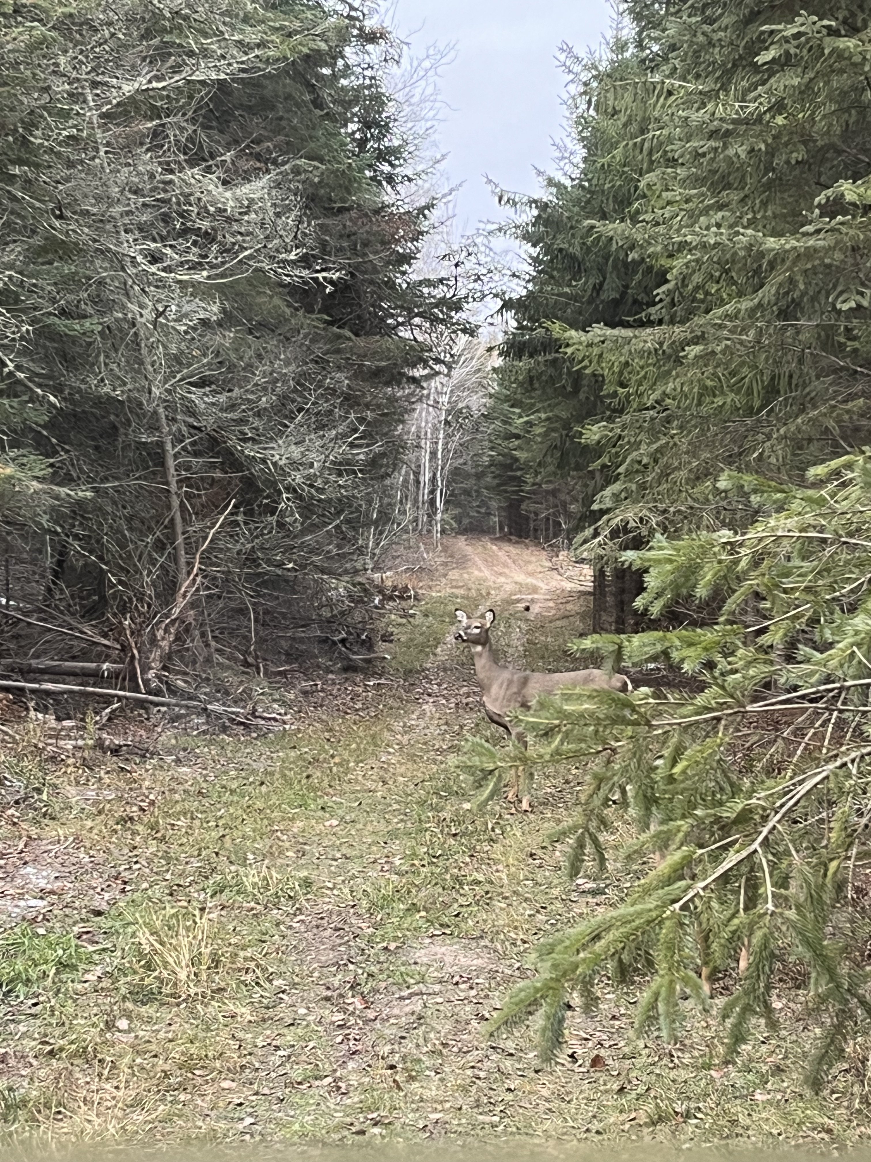 IMG_3702.jpeg