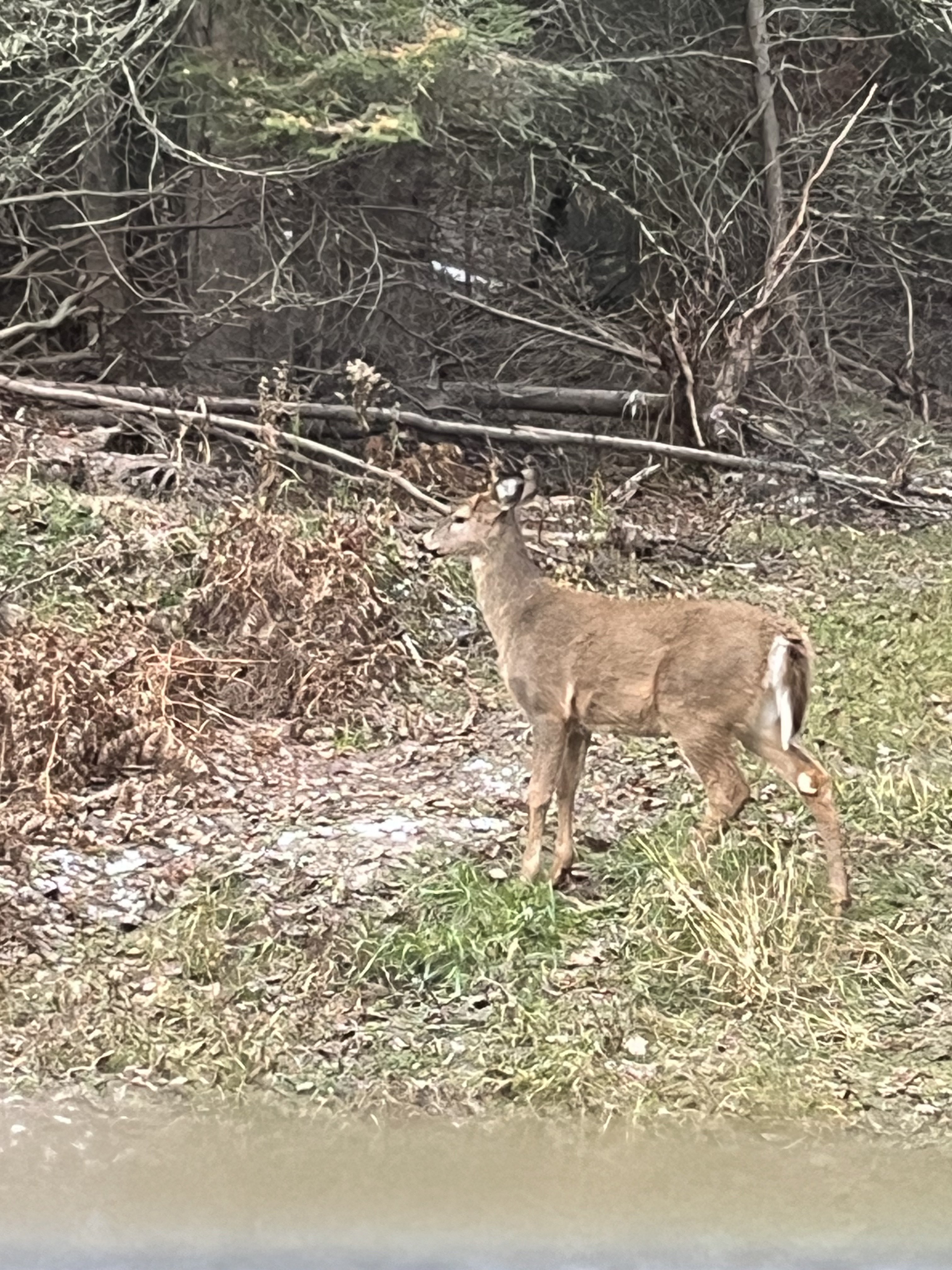 IMG_3704.jpeg
